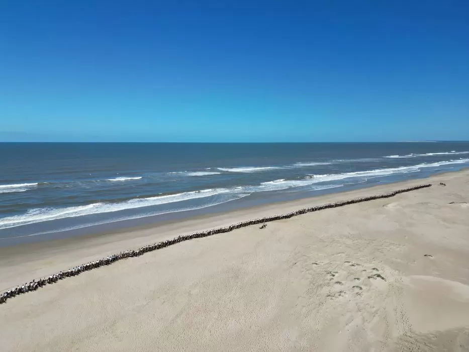 Imagen de Impresionante: Más de 350 caballos criollos cruzaron Rocha en cabalgata de tres días