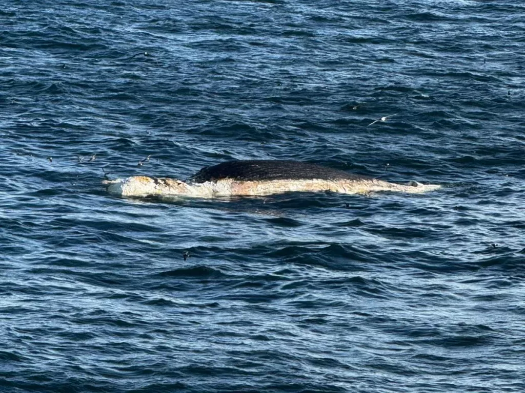Imagen de Lanzan la Temporada de Ballenas 2026 y la Ruta de la Fauna Marina en Rocha