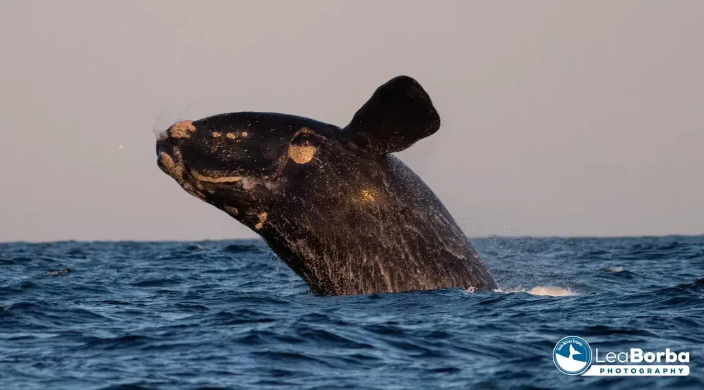Imagen de Más de 10 ballenas en La Paloma