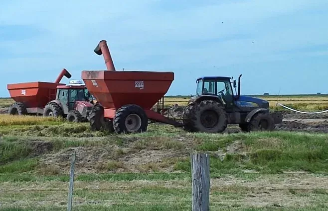 Imagen de Pérdidas millonarias en cultivos de arroz en Rocha tras temporal: evalúan al menos USD 5 millones en daños